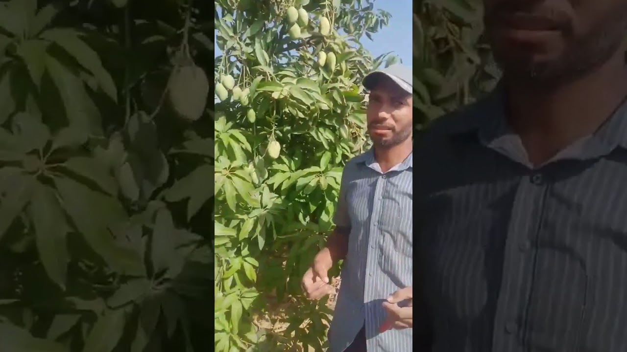 صنف العويس عمر 10 سنوات تقليم أشجار المانجو وزيادة الإنتاجللتواصلم/محمد الجنديت/01115255510