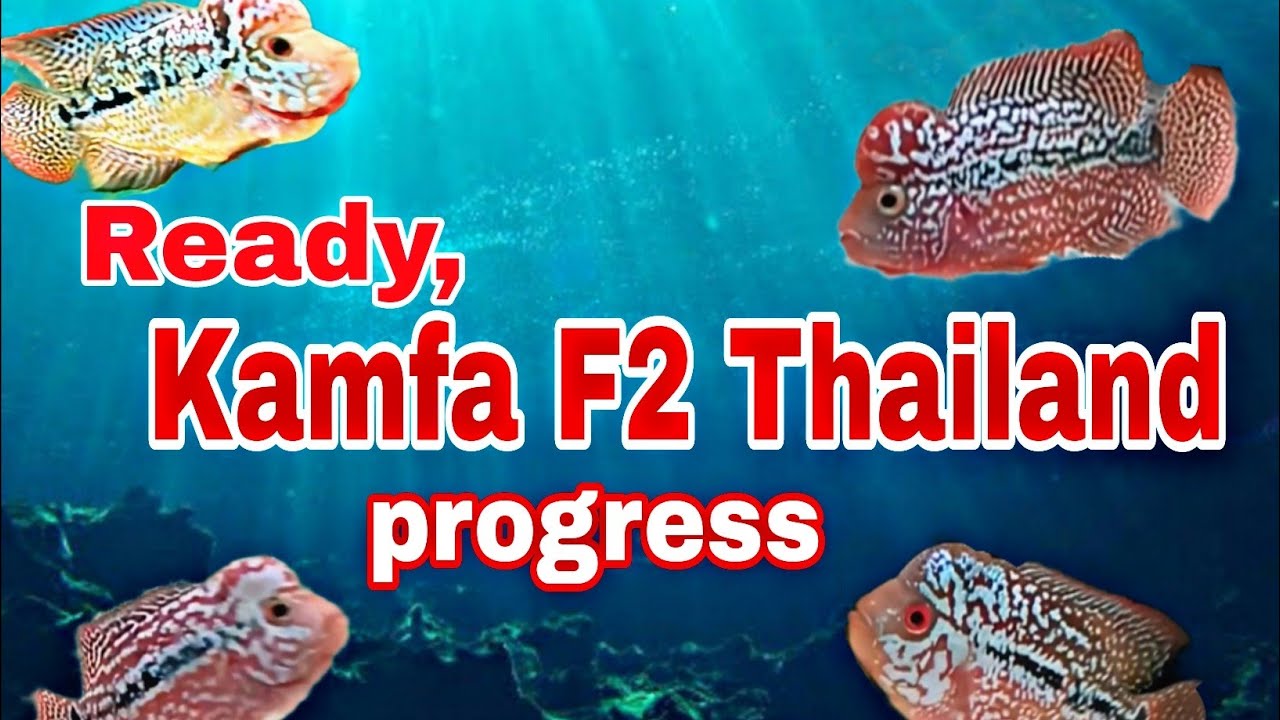 Ready, ikan Louhan progress. Kamfa F2 Thailand. #ikanlouhankamfa #ikanlouhan 