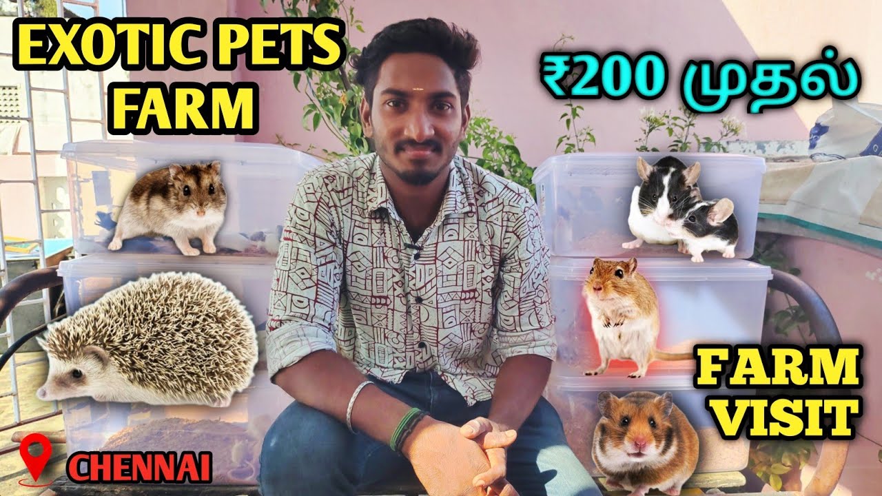 Best hamster breeder in chennai| 🐹cute Hamster breeding setup|🐁hamster breeding in tamil farm visit