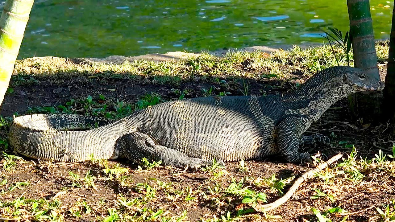 Lumpini Park Monitor Lizards