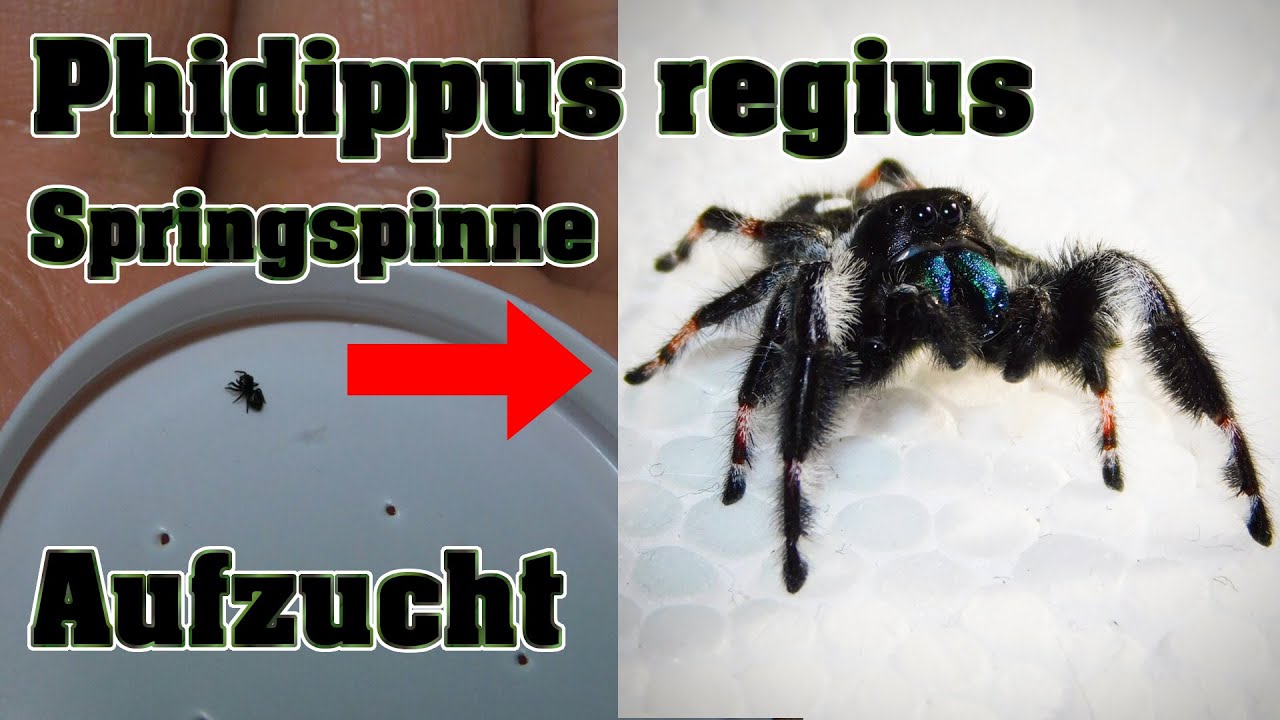 Phidippus regius | Springspinne | Aufzucht