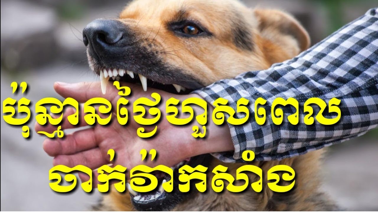 Update ជំងឺឆ្កែឆ្កួត តើប៉ុន្មានថ្ងៃហួសពេលចាក់វ៉ាក់សាំង Rabies Disease by Dr.Bun laysophea part 2