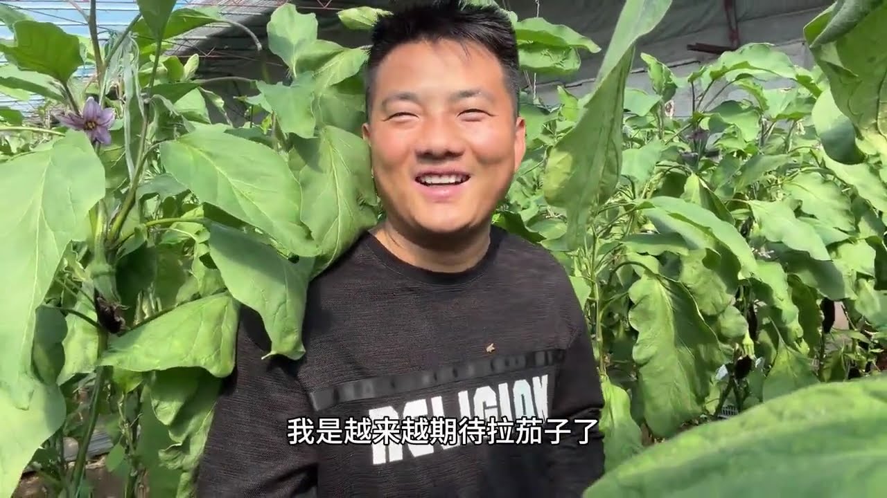 茄子棚迎来好消息，一斤竟涨价五毛，看看这一茬能挣多少钱？ #新农人计划2026 #抖音新农人