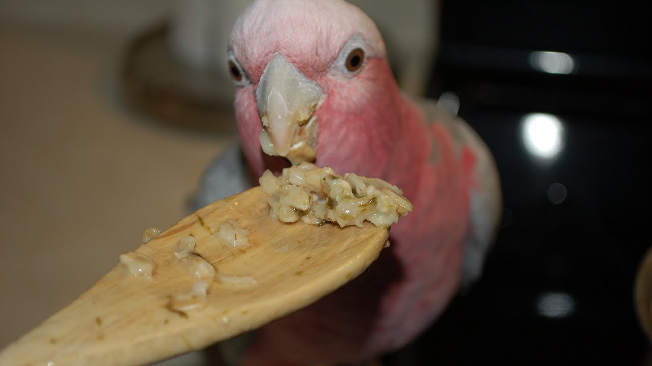 Cooking For Parrots Cookbook Set | Details!!