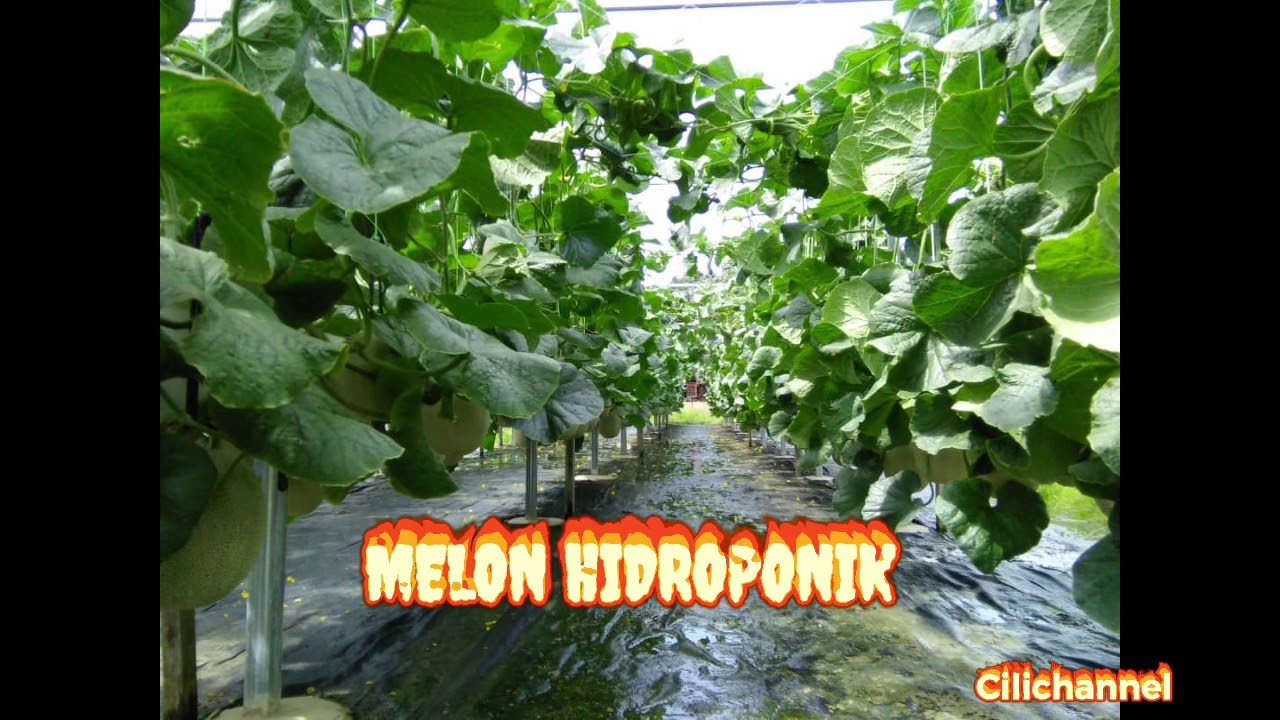 Ladang  melon secara hidroponik hasil lumayan jimat baja