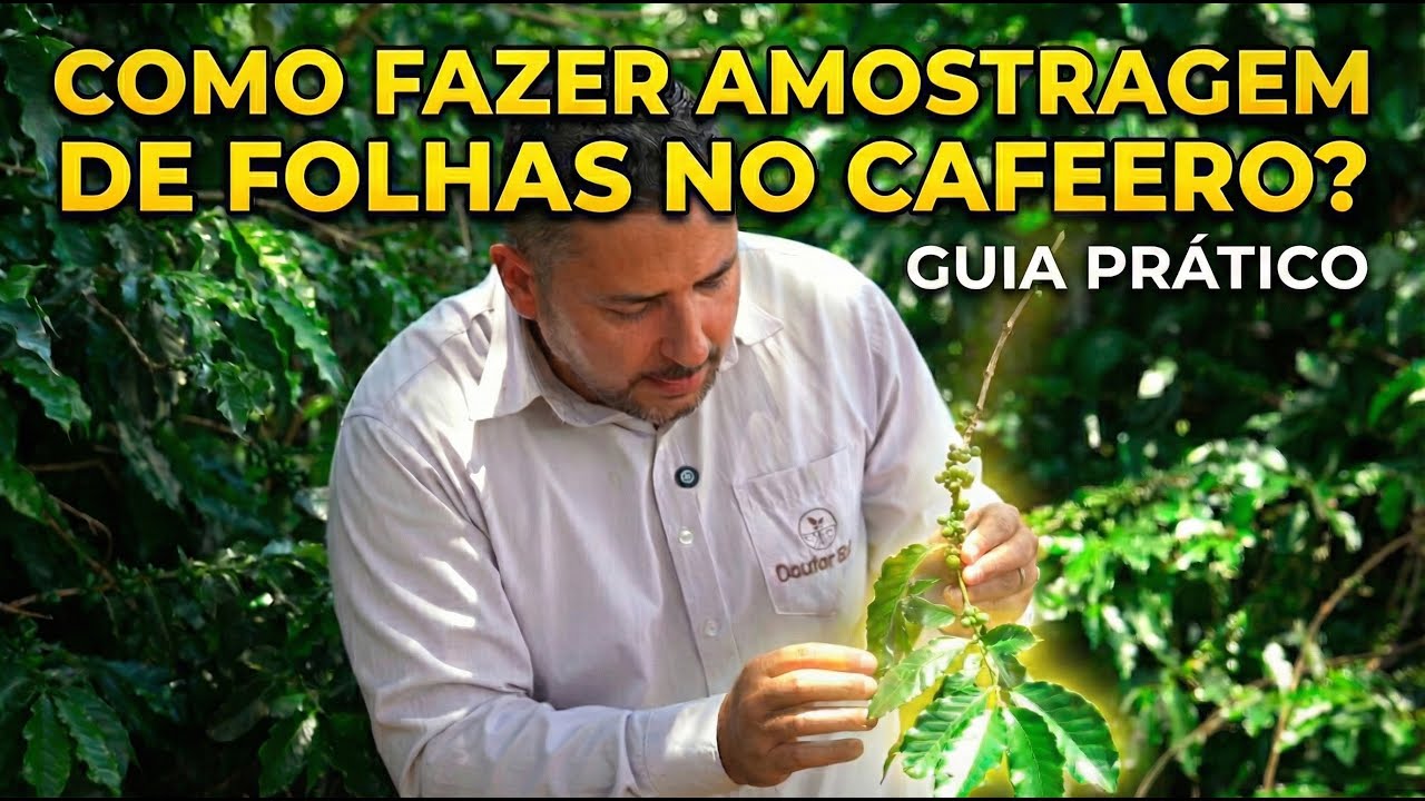 Como fazer amostragem de folhas no cafeeiro?