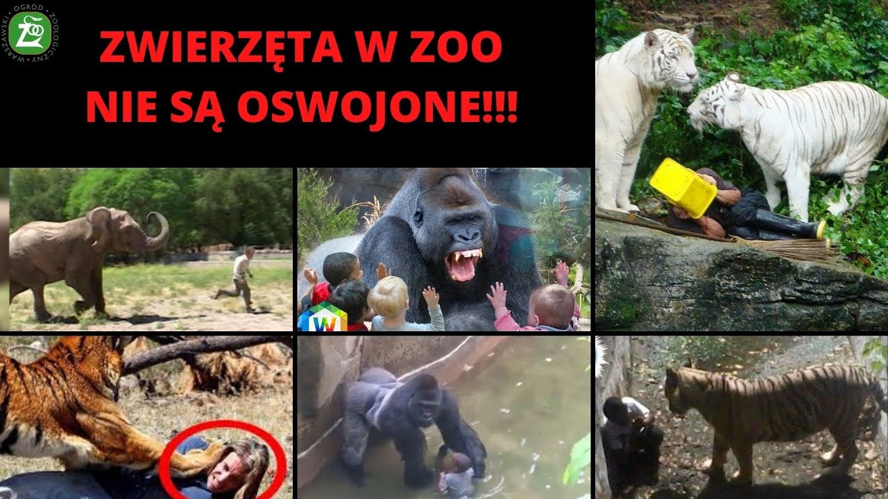 ZOOlogiczny savoir vivre odc.4