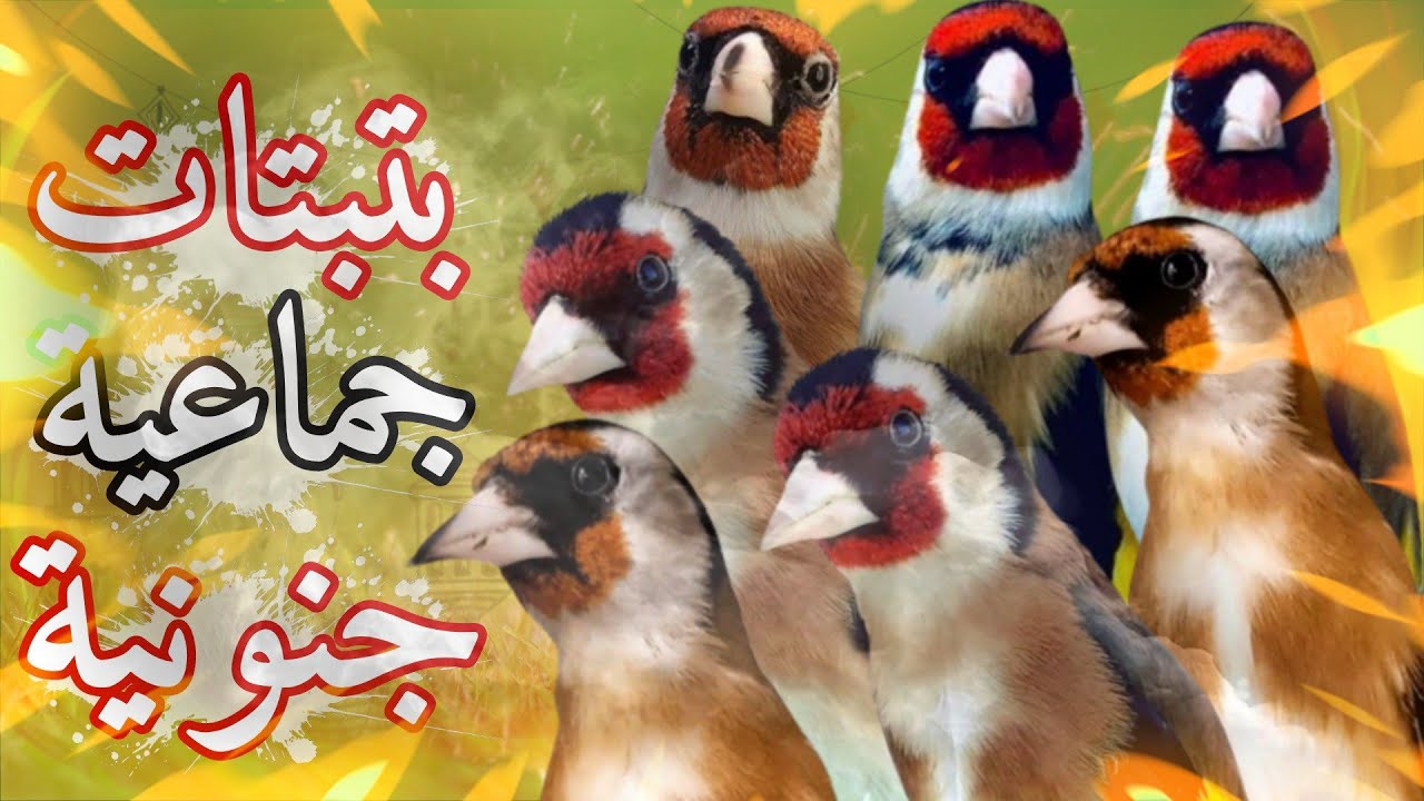 بتبتات حسون 🔥💯تهييج قوي وسريع للحسون بهذه البتبتة المجربة م