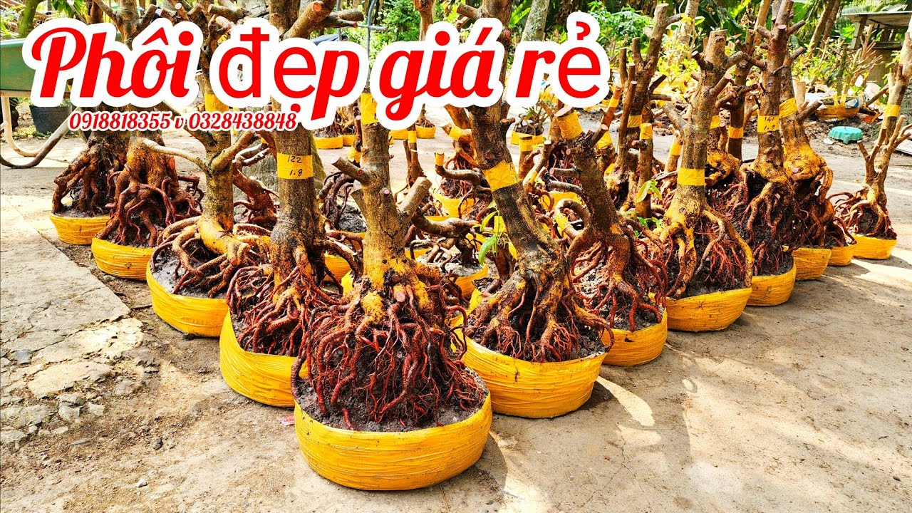 19/3 a Nên 0918818355 v 0328438848 phôi mai bonsai đế đẹp giá rẻ|MaivàngThanhTâm