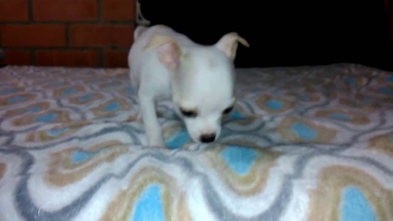 Chihuahua de 2 meses