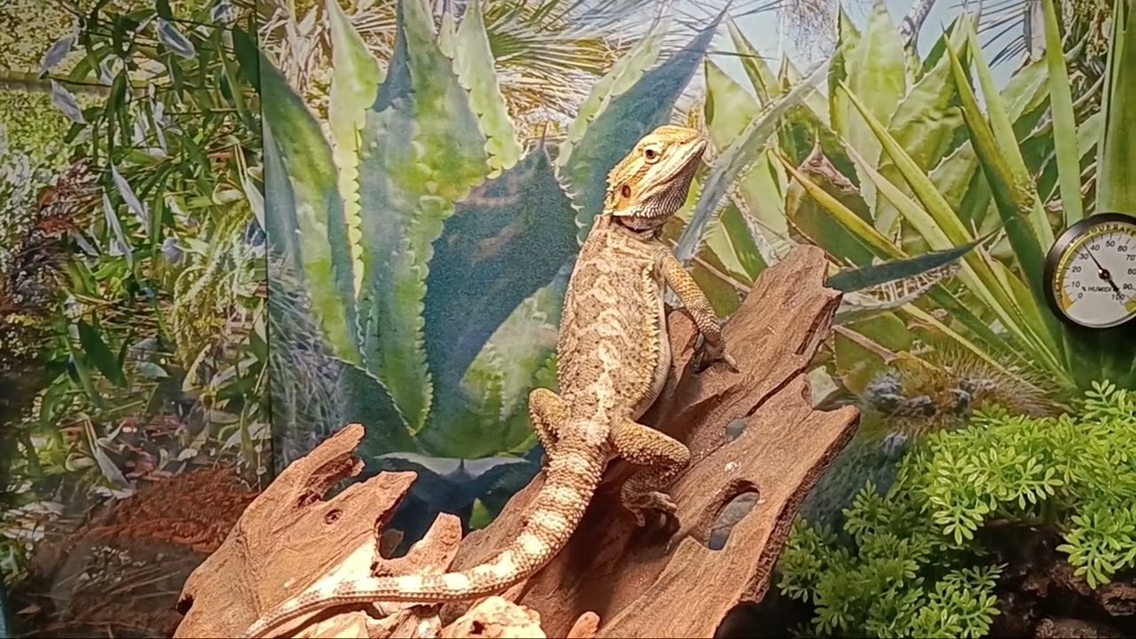 Draco stretching her beard, and trying to get the shed off the other day. 
