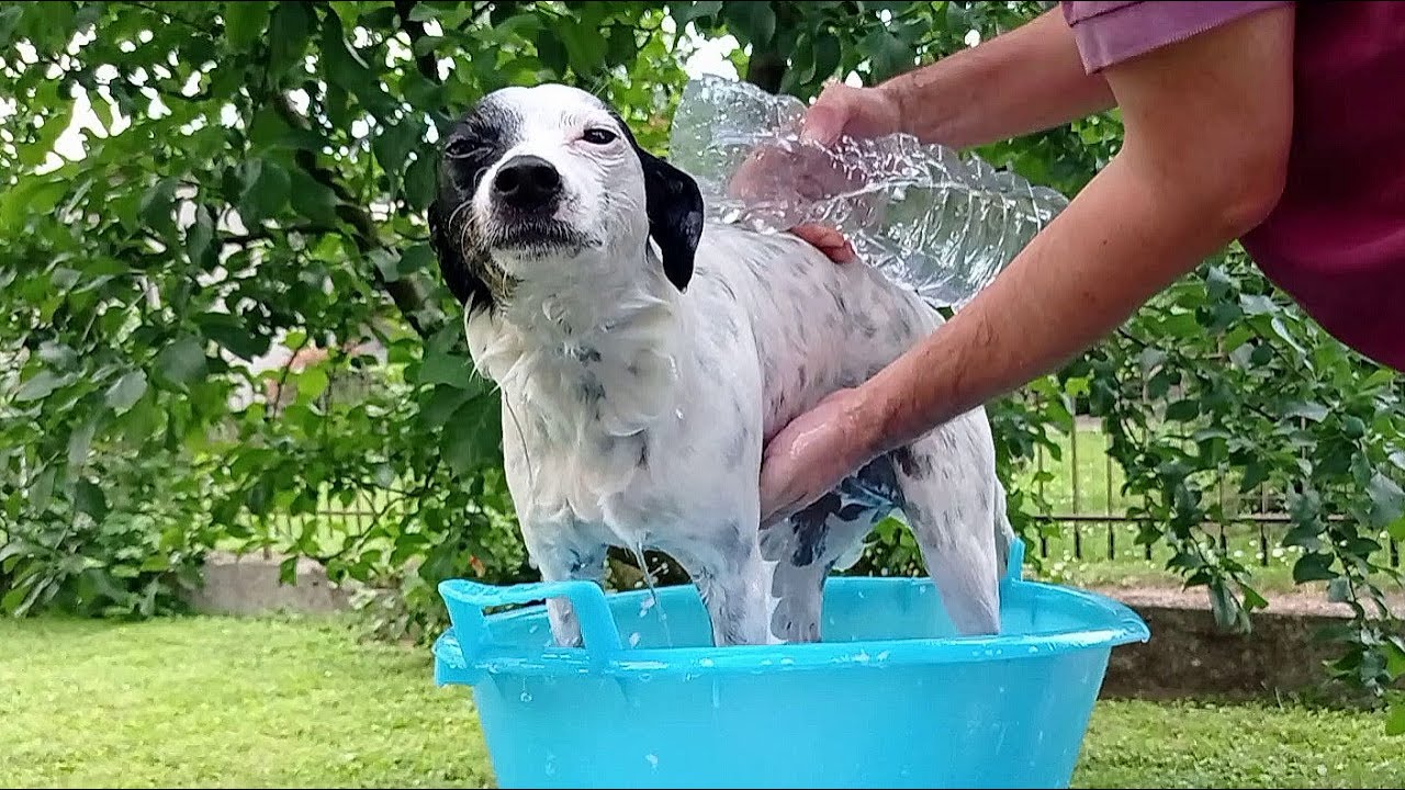 ASMR Hair Dryer Sound to Relax | Dog Washing and Phon Drying | Deep Sound | Sleep | Relax