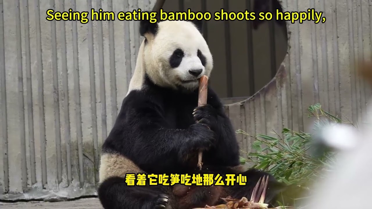 【我爱大熊猫】大熊猫安静的炫饭也太萌了叭 The panda is peacefully enjoying its meal. #熊猫 #panda #我爱大熊猫 #Love Panda