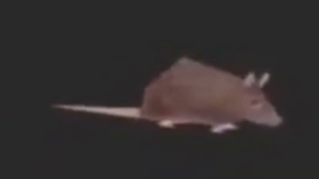 Little Dark Age - Horizontally Spinning Rat