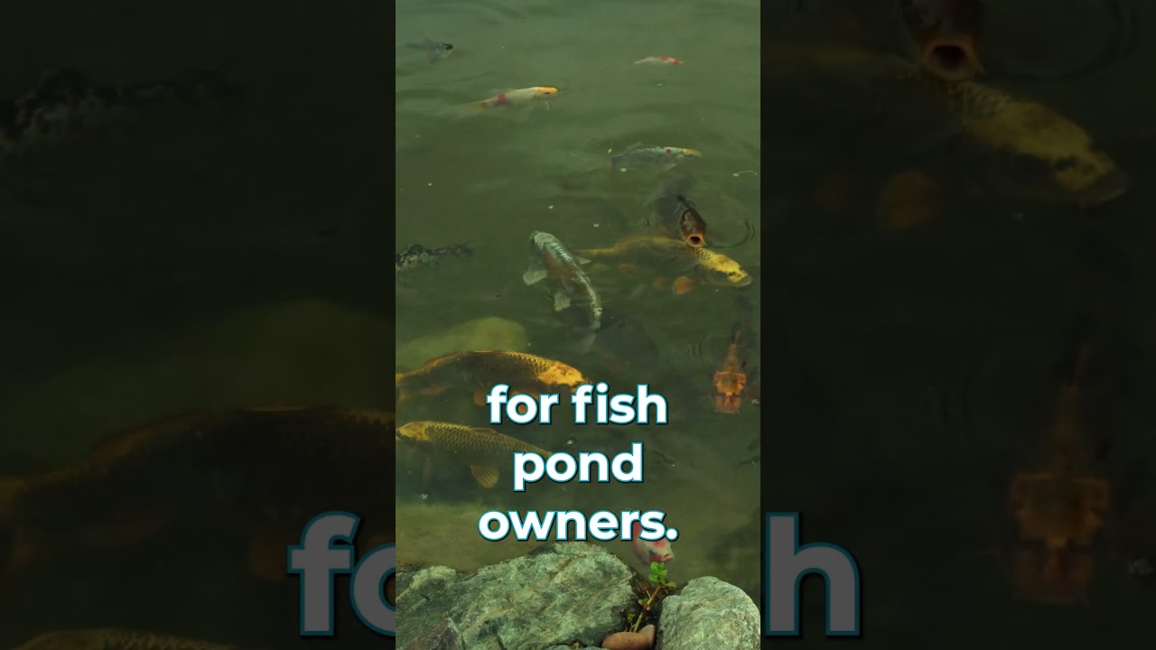 Pond Problems: Sick Fish