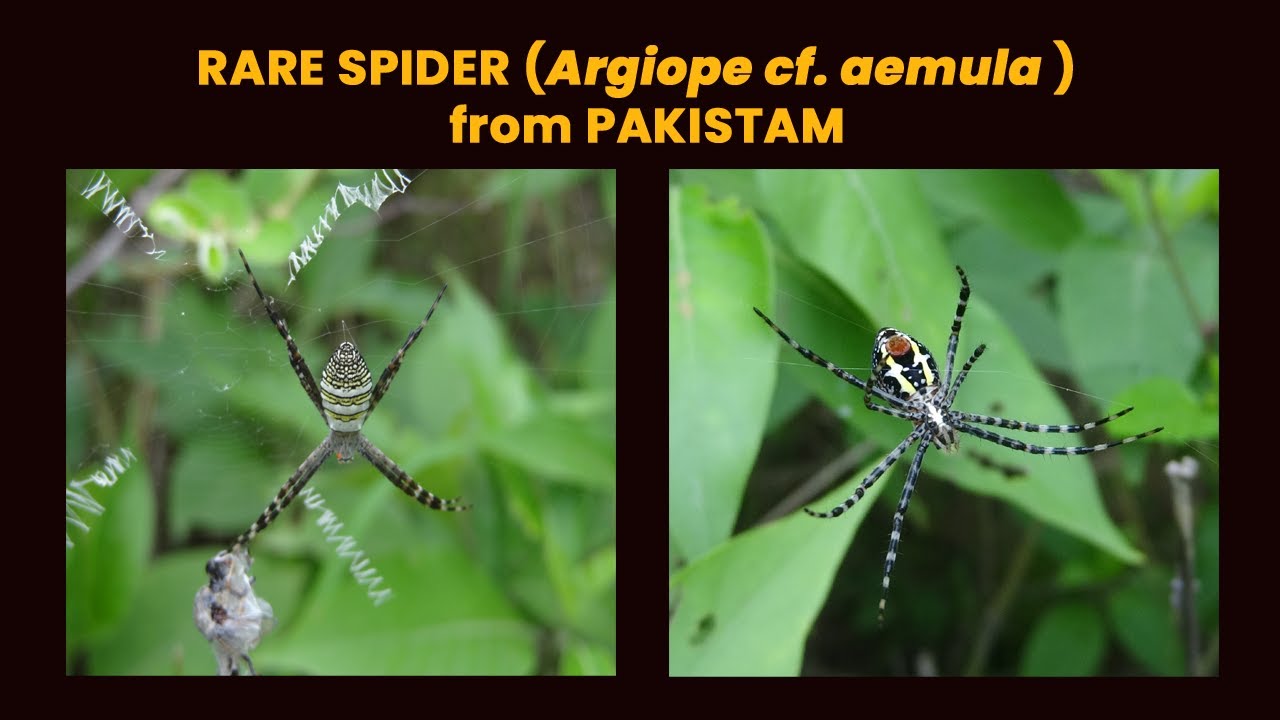 Rare Silvery Orb-Weaver (Argiope cf. aemula) Found in Pakistan! 🕸️🕷️