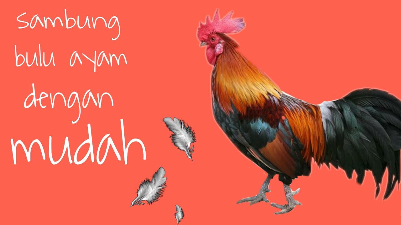 CARA NYAMBUNG BULU AYAM/Bangkok/pakoy/Birma/yang benar dan kuat