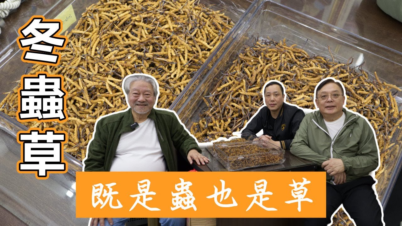 中藥篇 15｜冬蟲草｜既是蟲也是草