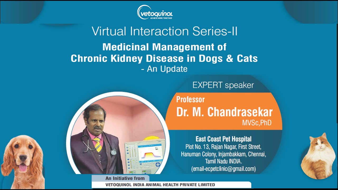 Medicinal Management of Chronic Kidney Disease in Dogs and Cats - An Update
