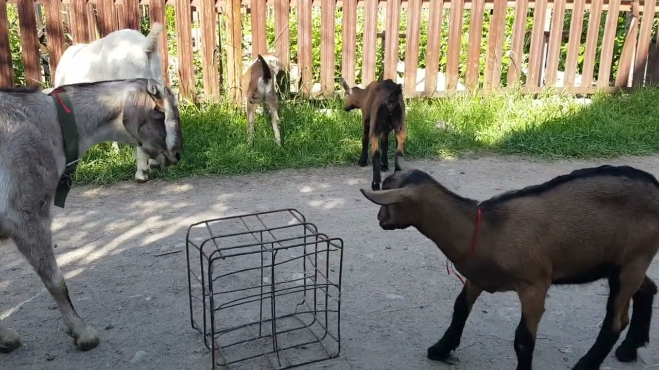 +77017224679 Анвар Рустемов.  Хозяйство 