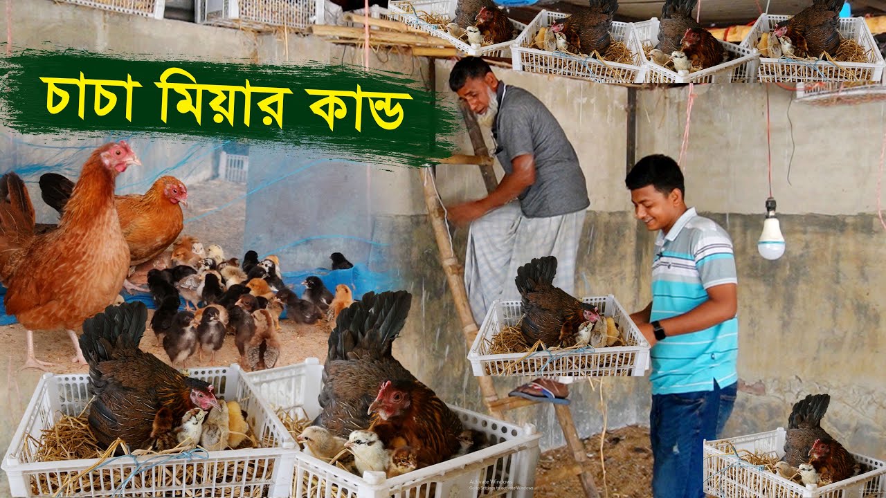 দুশ্চিন্তার কারণ নেই আয় হবে - মুরগি কুচে বসানোর উপায় | Hen harvesting eggs || কৃষি ঘর