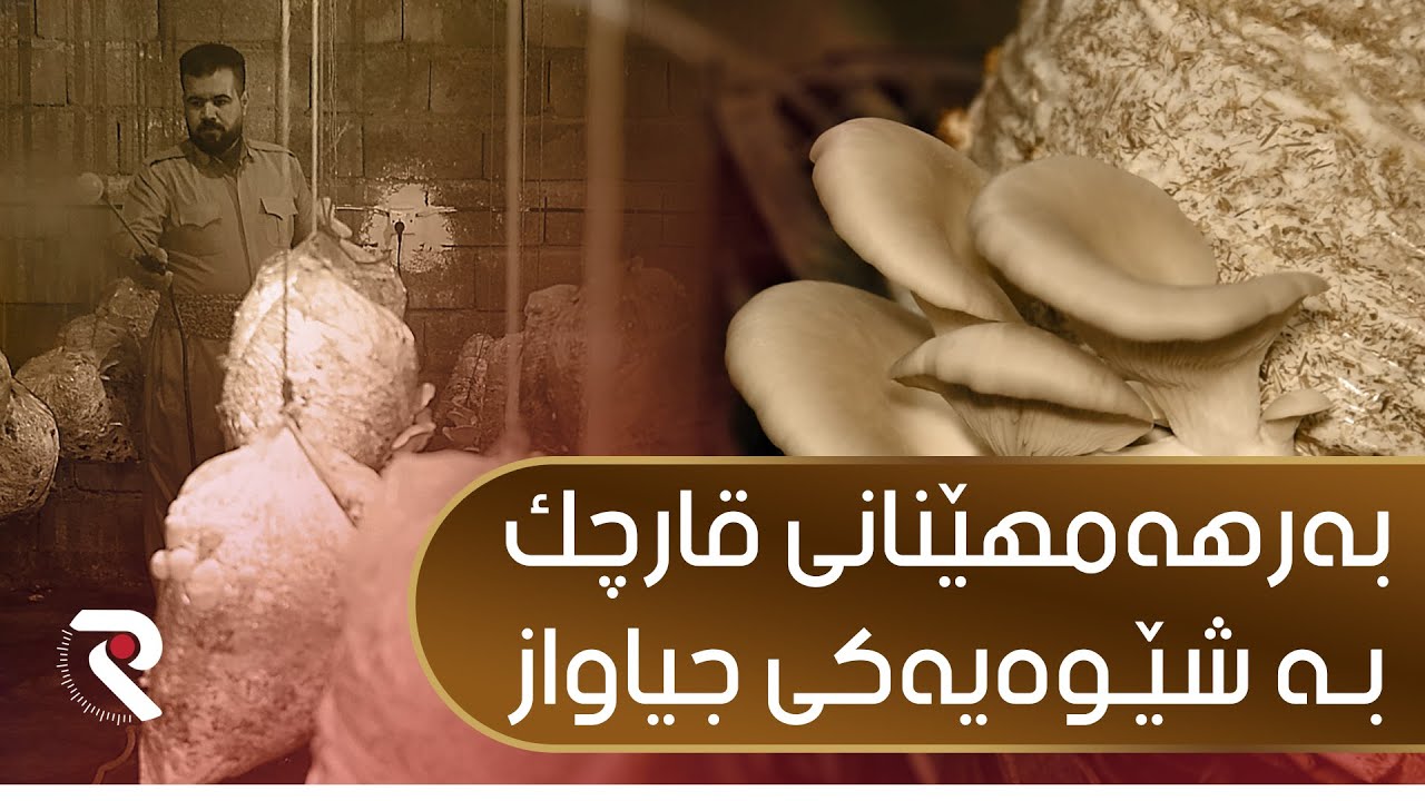 به‌رهه‌مهێنانی قارچك به‌ شێوه‌یه‌كی جیاواز