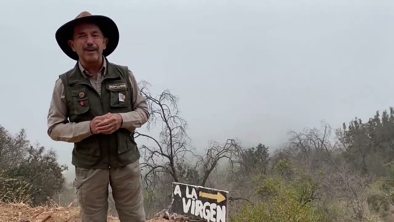 BUIN ZOO TE ACOMPAÑA EN CASA (La rehabilitación de la serpiente chilena)