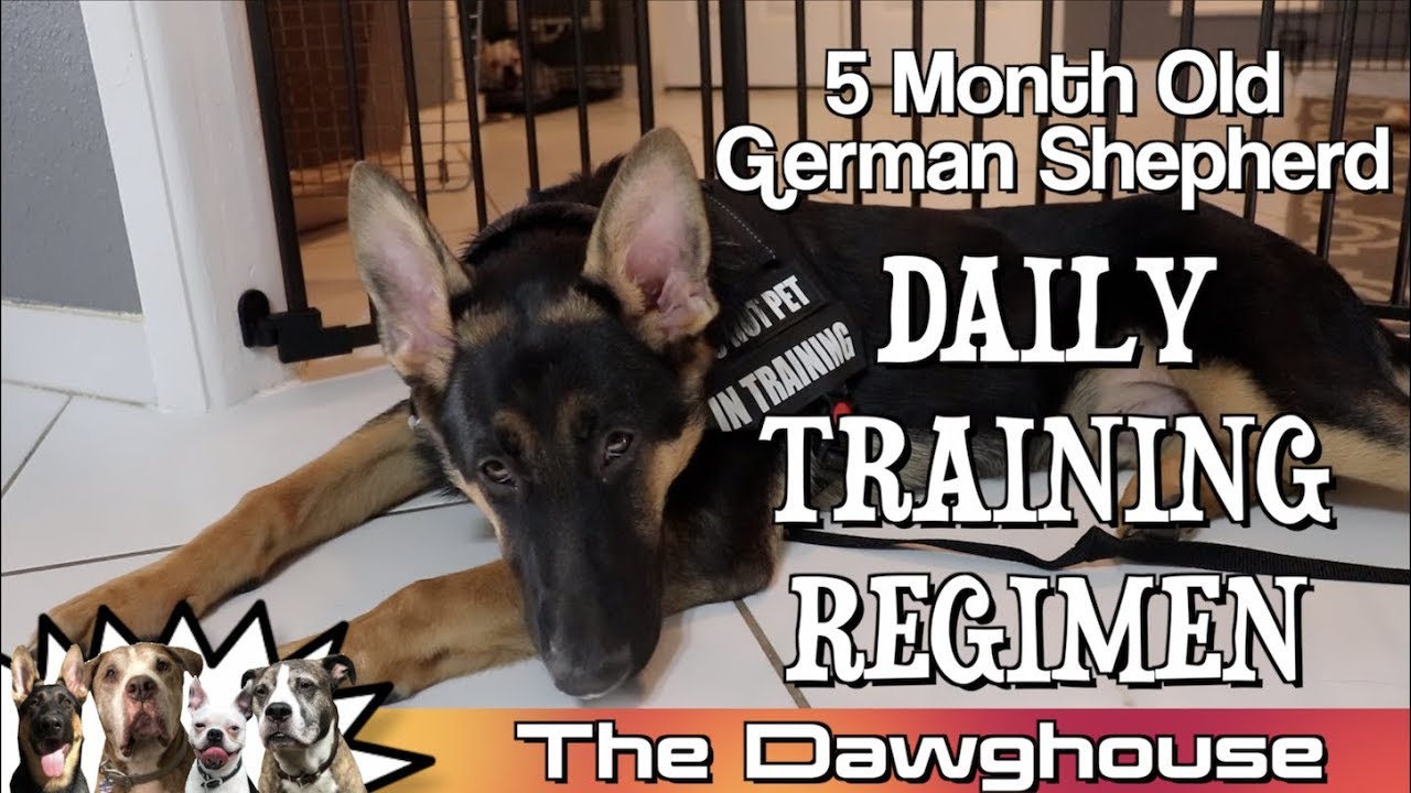 5 month old German Shepherd Puppy DAILY TRAINING