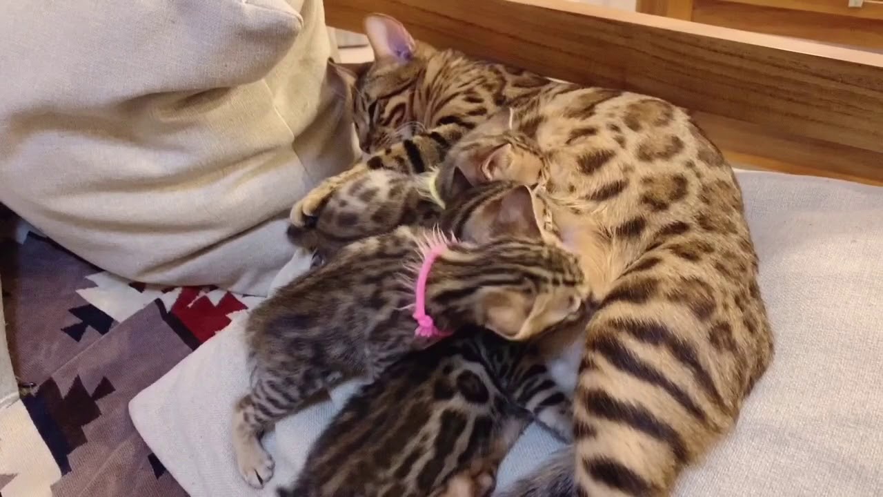 ベンガル猫親子の夜中の授乳タイム