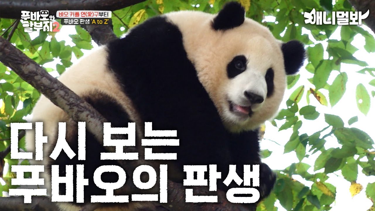 다 안다구~? 그래도 다시 봐바오ㅣYou already know it all~? But just watch it again