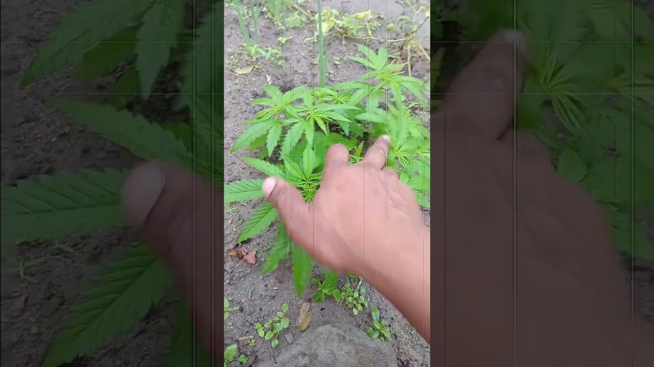 Cultivo de canabis sativa, indica H&iacute;brida e skunk, tecnicas de cultivo e polda top