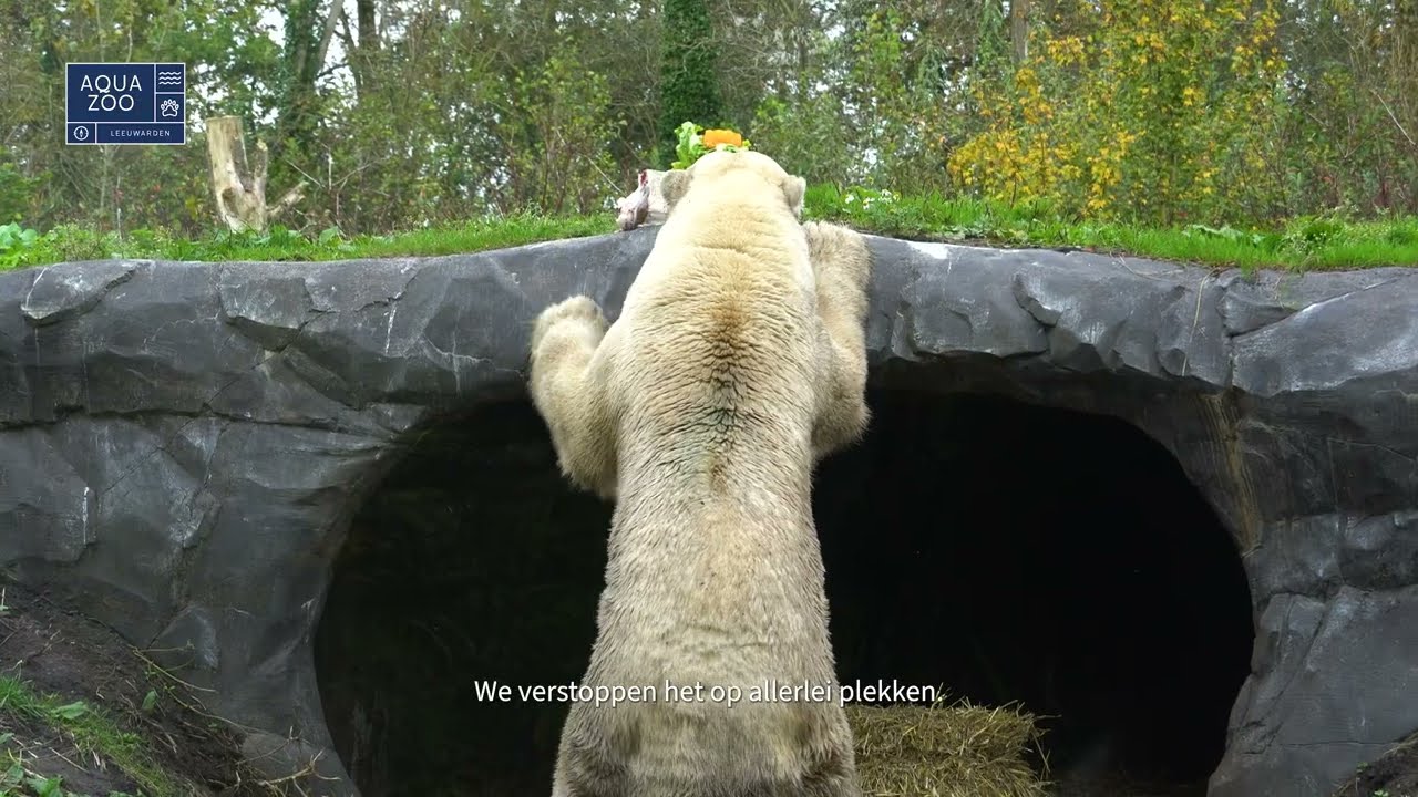 In AquaZoo leven twee hoogbejaarde ijsberen. 🐻‍❄️🐻‍❄️
