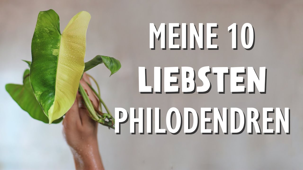 Meine 10 liebsten Philodendren: Was Sie für mich besonders macht & worauf ich bei der Pflege achte