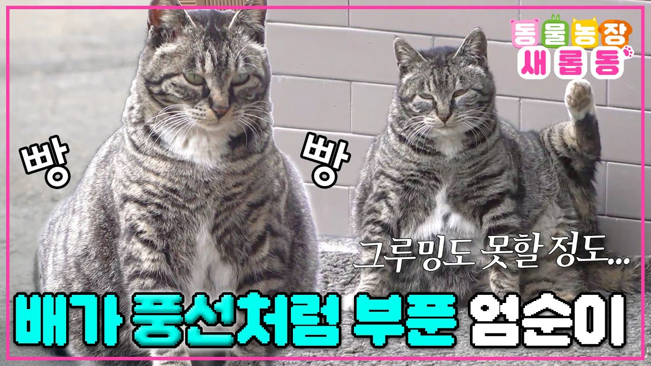 [#새롭동물농장] 영문도 모른 채 계속 배가 부푼다?😧 움직이기도 힘들 정도로 심각한 어미냥 엄순이의 상태😢 / EP.1221 #TV동물농장 #AnimalFarm #SBSstory