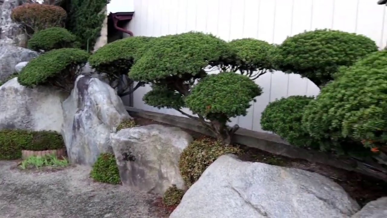 #Bonsai #BonsaiCemara #Japan Rumah di jepang yang di penuhi bonsai taman..!!