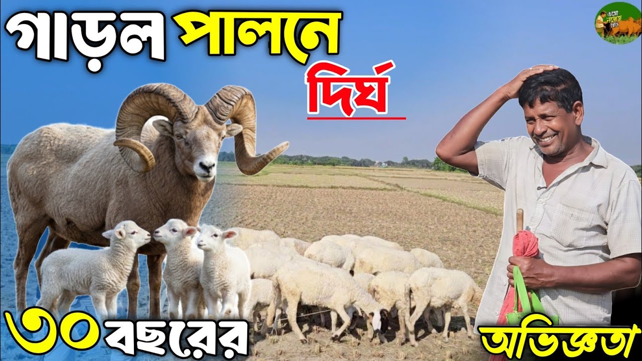 গাড়ল পালনে দির্ঘ ৩০ বছরের অভিজ্ঞতা! অভিজ্ঞ খামারির গাড়ল পালন পদ্ধতি।  @AgroknowledgeBD 