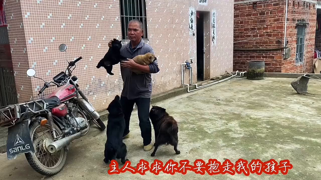 站在那里发呆，因为主人要卖掉它的孩子，这种是最有灵性的土狗 #训犬师 #忠诚狗狗 #中华田园