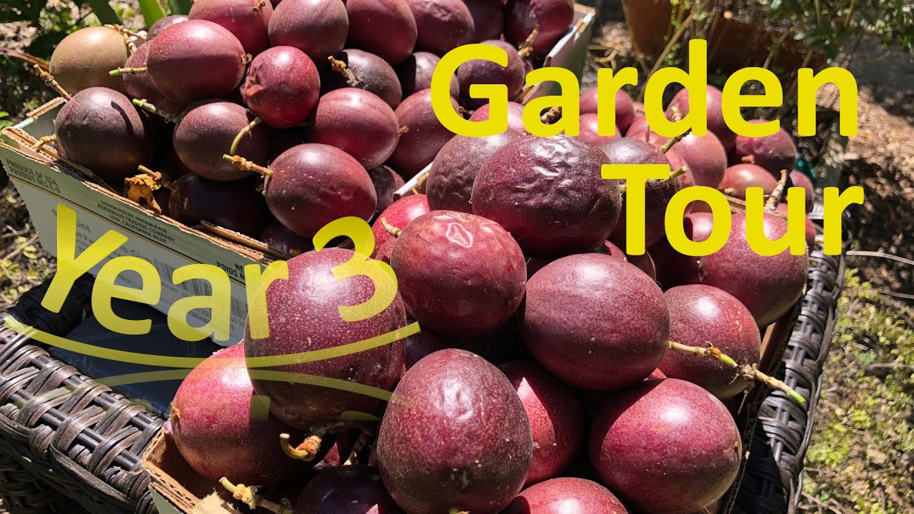 Year 3 of Subtropical Fruit Garden: 90+ fruit plants
