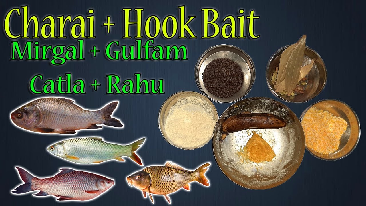 Charai & Hook Bait For Rahu, Catla, Mirgal & Gulfam - English Subtitles
