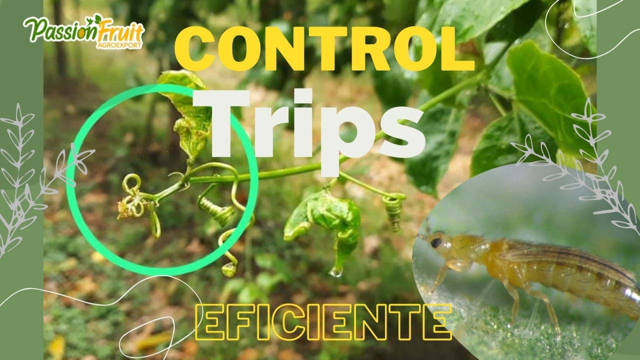 Control de TRIPS. Thrips management. Manejo de Tripes. Beheer van Trips. Manejo de Trips