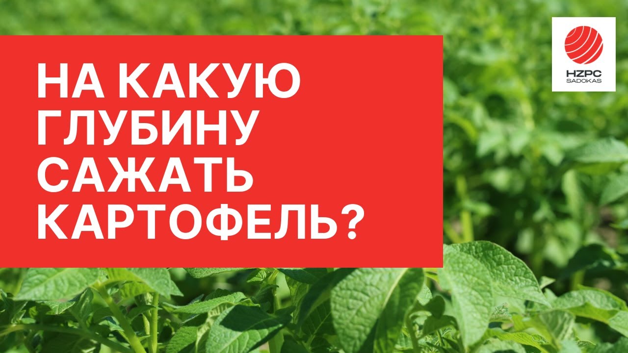 Как определить глубину посадки картофеля?