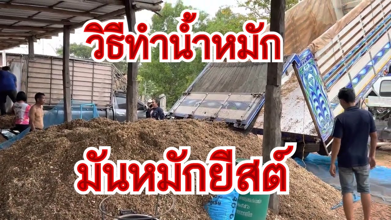 วิธีทำน้ำหมักมันหมักยีสต์