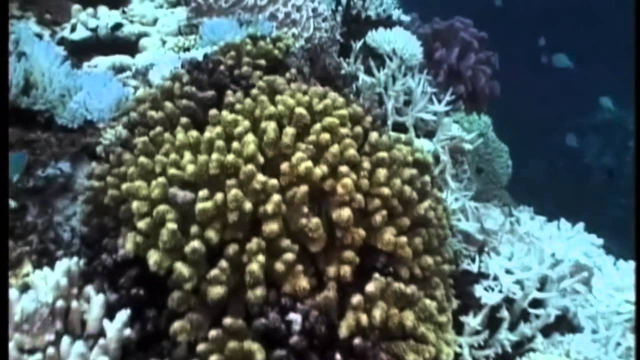 Explorando El Arrecife con Jean-Michel Cousteau