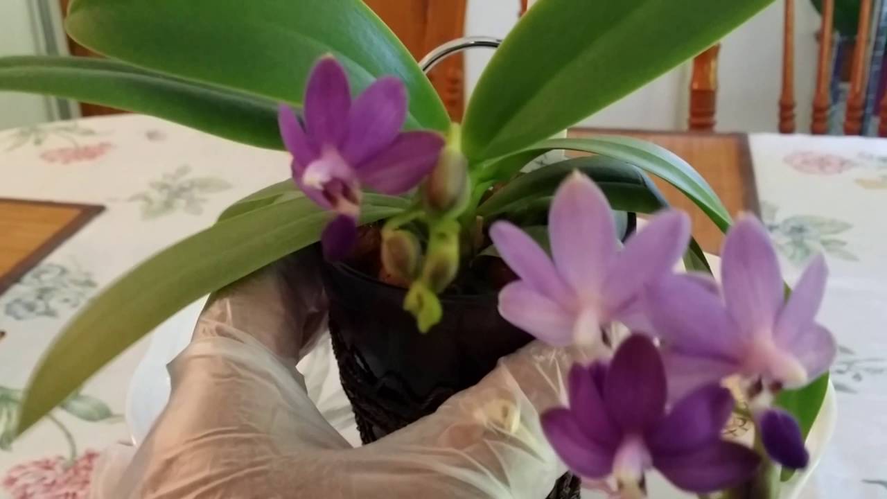 My Dtps. Purple Martin In Bloom...