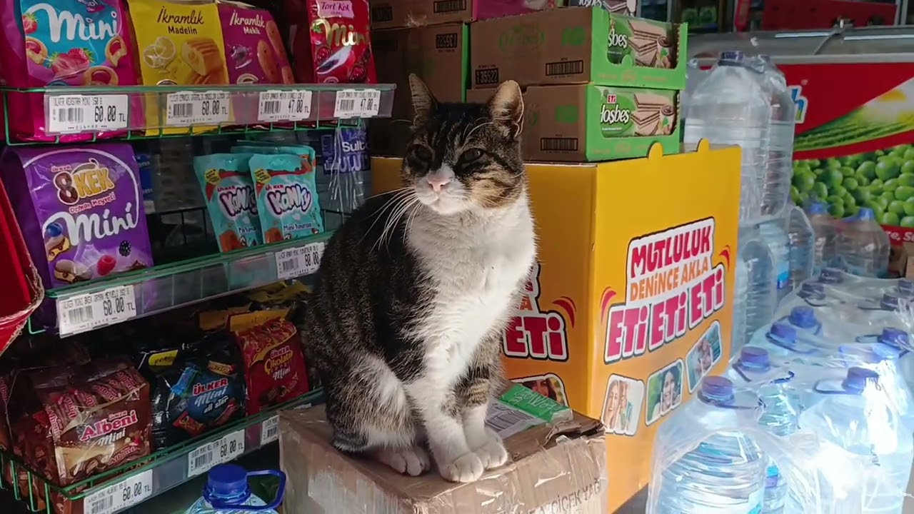 The most loyal customer in Istanbul: Meet Tutu