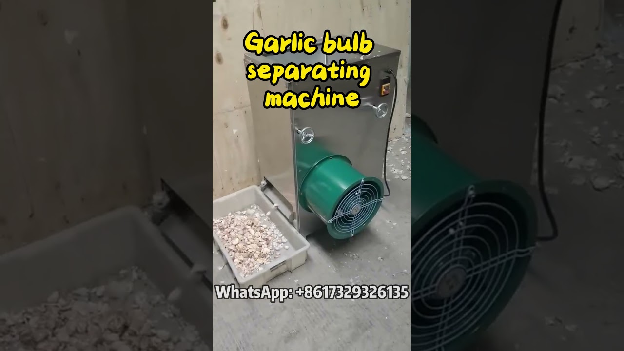 How Garlic Bulb Separating Machine Works | Fast Garlic Clove Separation #garlic #foodprocessing