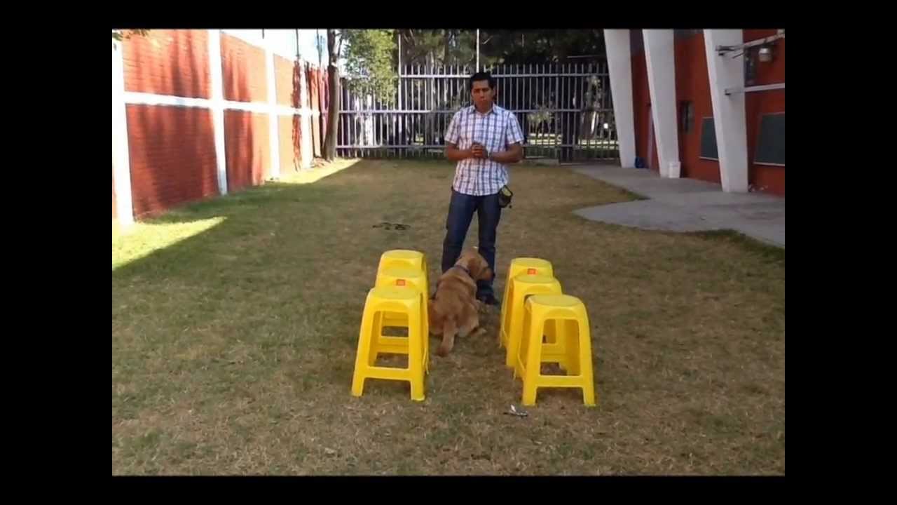 Trucos Caninos- Caminar hacia Atrás
