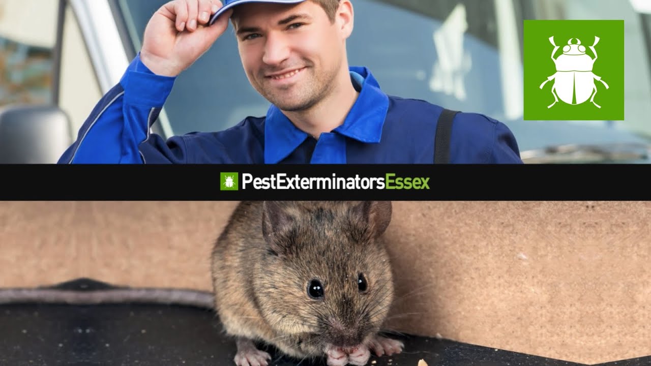 24 Hour Reliable Pest Control in Essex | Pest Exterminators Essex