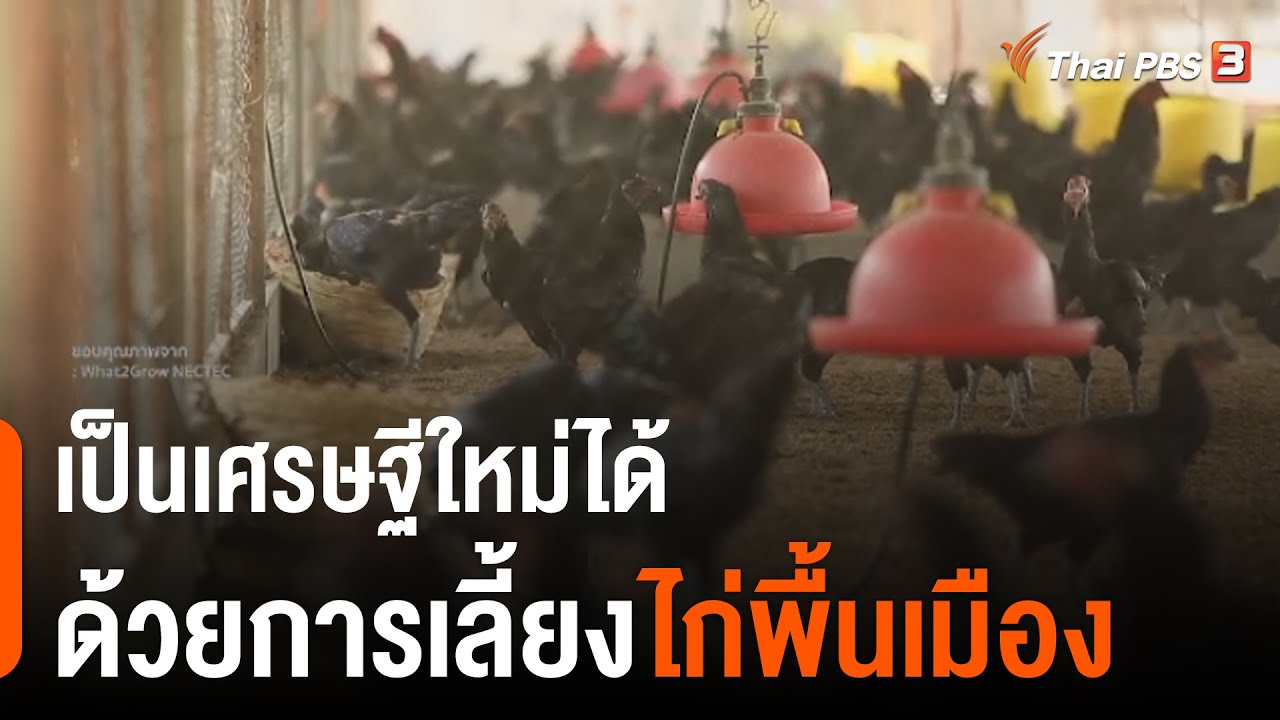 เป็นเศรษฐีใหม่ได้ ด้วยการเลี้ยง 