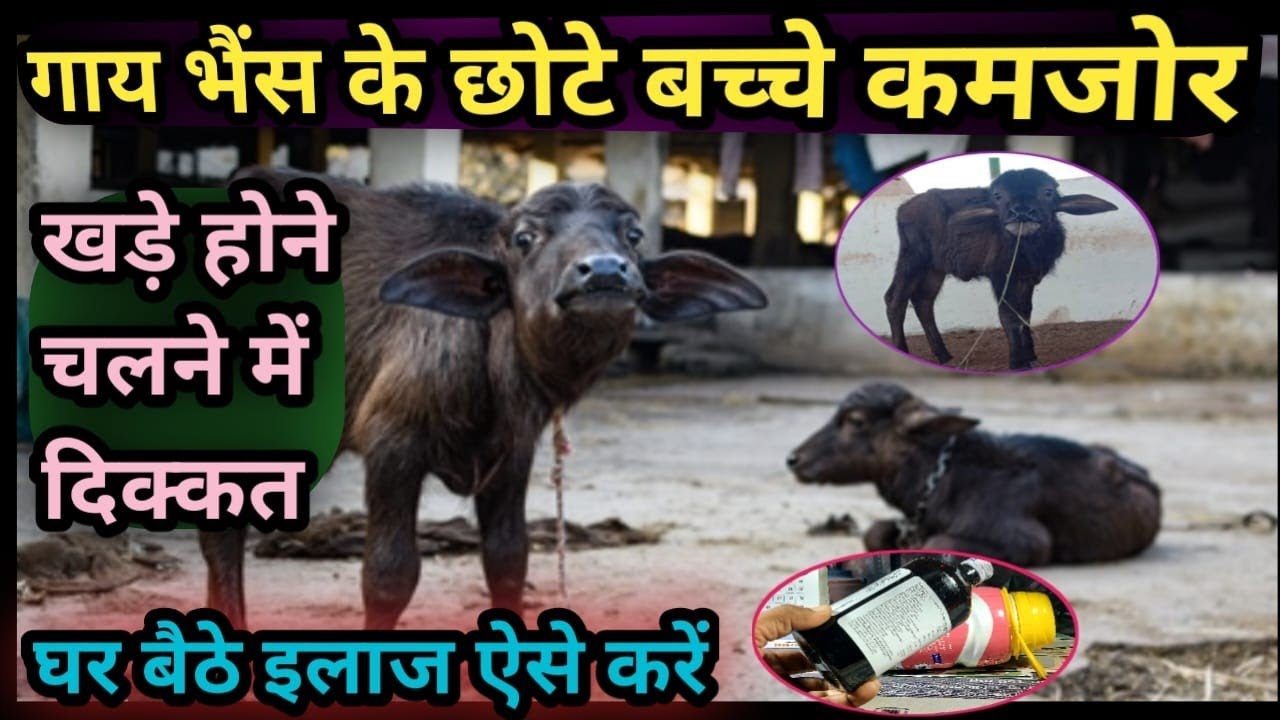 गाय भैंस के बच्चे कमजोर||खड़े होने चलने में दिक्कत||घर बैठे इलाज ऐसे करें Calf Weakness,Lameness